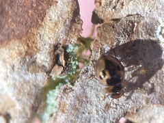 Agathidium maculosum