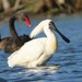 Royal Spoonbill - Photo (c) Abe Reid, some rights reserved (CC BY-NC), uploaded by Abe Reid