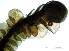 Odontoschisma sphagni