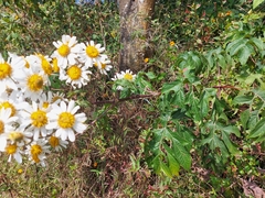 Montanoa bipinnatifida