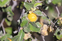 Petalostigma pubescens