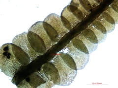 Odontoschisma sphagni