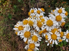 Montanoa bipinnatifida