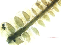 Odontoschisma sphagni