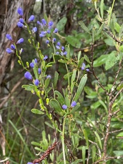 Comesperma volubile