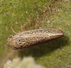 Graphocephala confluens