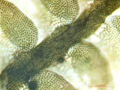 Odontoschisma sphagni