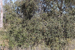Petalostigma pubescens
