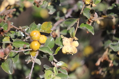 Petalostigma pubescens