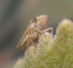 Graphocephala confluens