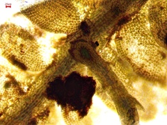 Odontoschisma sphagni