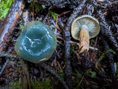 Lactarius aurantiosordidus