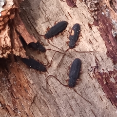 Uleiota planata