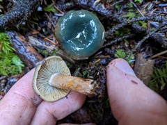 Lactarius aurantiosordidus