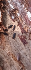 Uleiota planata