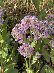 Symphyotrichum elliottii