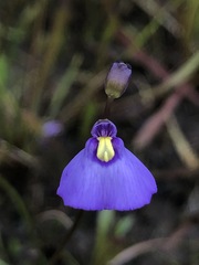 Utricularia dichotoma