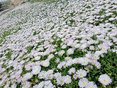 Disphyma australe australe