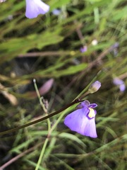 Utricularia dichotoma