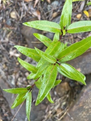Notelaea ligustrina