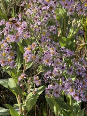 Symphyotrichum elliottii