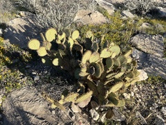 Opuntia strigil