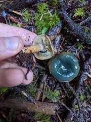 Lactarius aurantiosordidus
