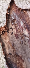 Uleiota planata