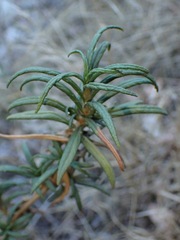 Diplacus