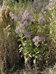 Symphyotrichum elliottii