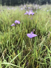 Utricularia dichotoma