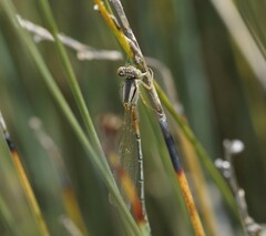 Xanthagrion erythroneurum