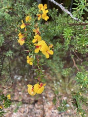 Pultenaea juniperina