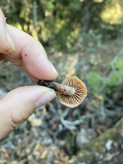 Lactarius rubidus