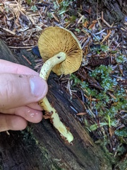 Gymnopilus punctifolius