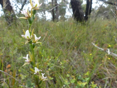 Prasophyllum odoratum