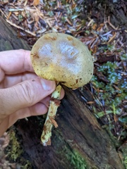 Gymnopilus punctifolius