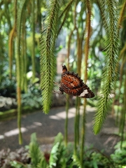 Cethosia penthesilea