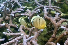 Chaetodon lunulatus