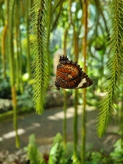 Cethosia penthesilea