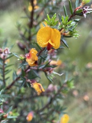Pultenaea juniperina