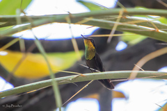 Chrysolampis mosquitus