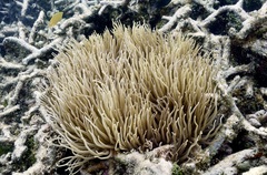 Heteractis crispa