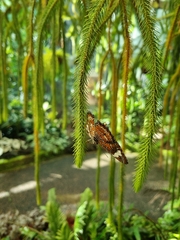 Cethosia penthesilea