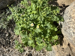 Perityle emoryi