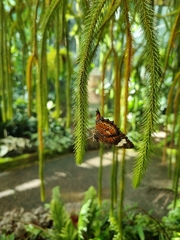 Cethosia penthesilea