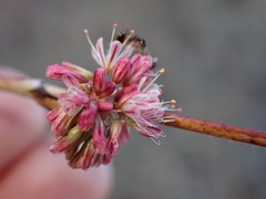 Eriogonum elongatum