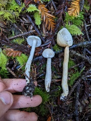 Tricholoma platyphyllum