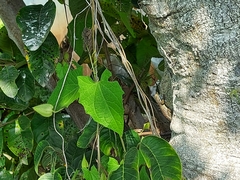 Sceloporus utiformis