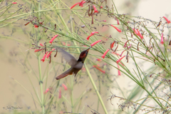 Chrysolampis mosquitus